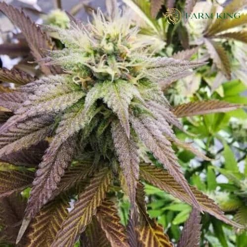 Godfather_OG_Feminized_Cannabis_Seeds