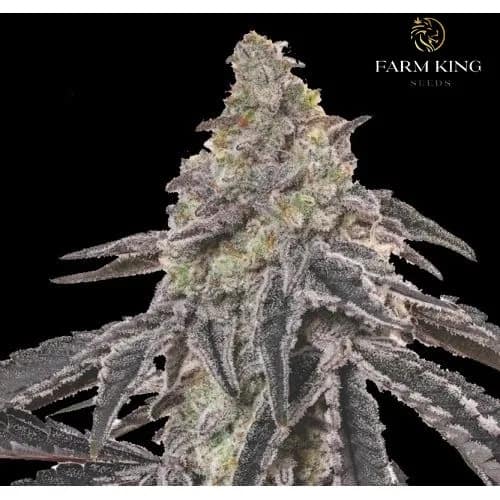 Mac_One_Feminized_Cannabis_Seeds Mac_One_Feminized_Cannabis_Seeds