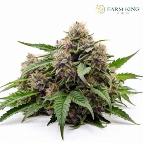 rainbow_haze_feminized_seeds