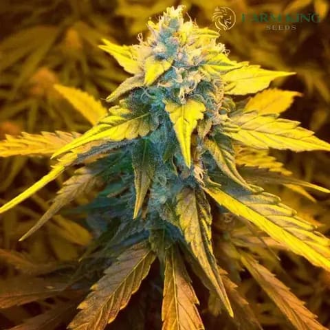 Strawberry cough strain auto cannabis seeds