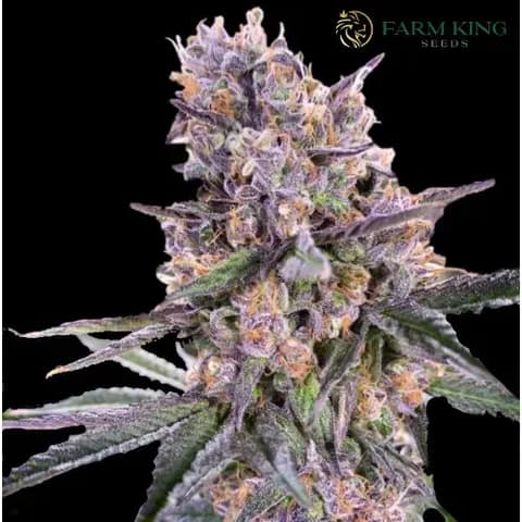 Zkittlez Fast Version Cannabis Seeds