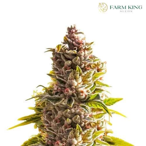 Northern Lights Auto Cannabis Seeds