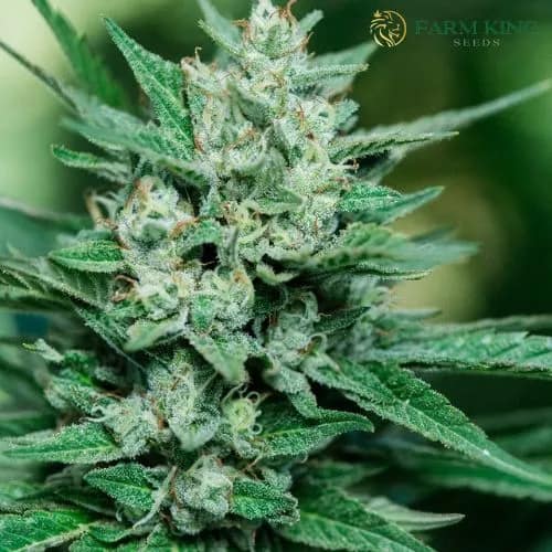 Papa Smurf Fast Version Cannabis Seeds