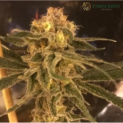 Tuna Kush Regular Cannabis Seeds