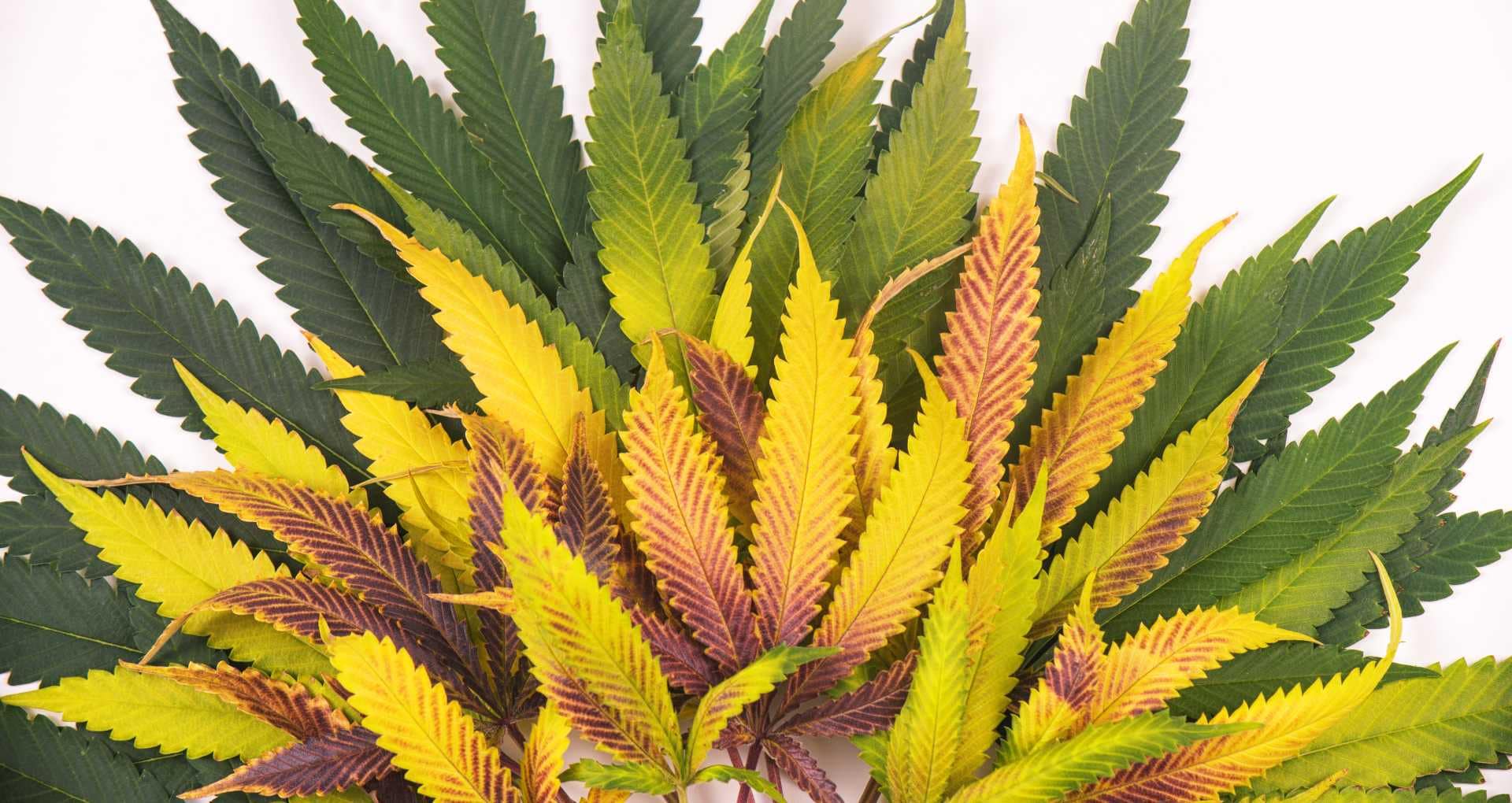Yellow leaves on cannabis plant
