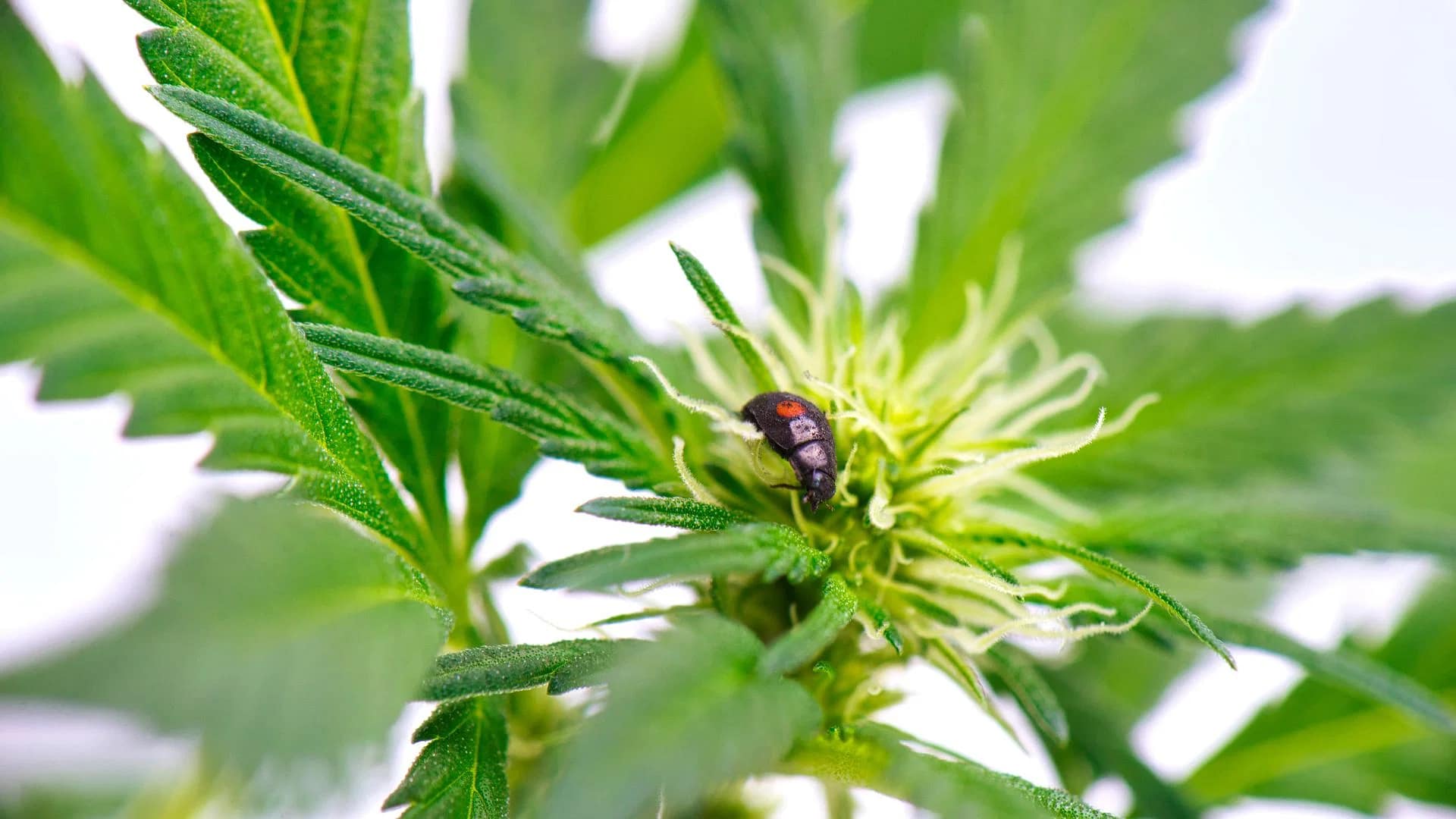Common pest and diseases on cannabis