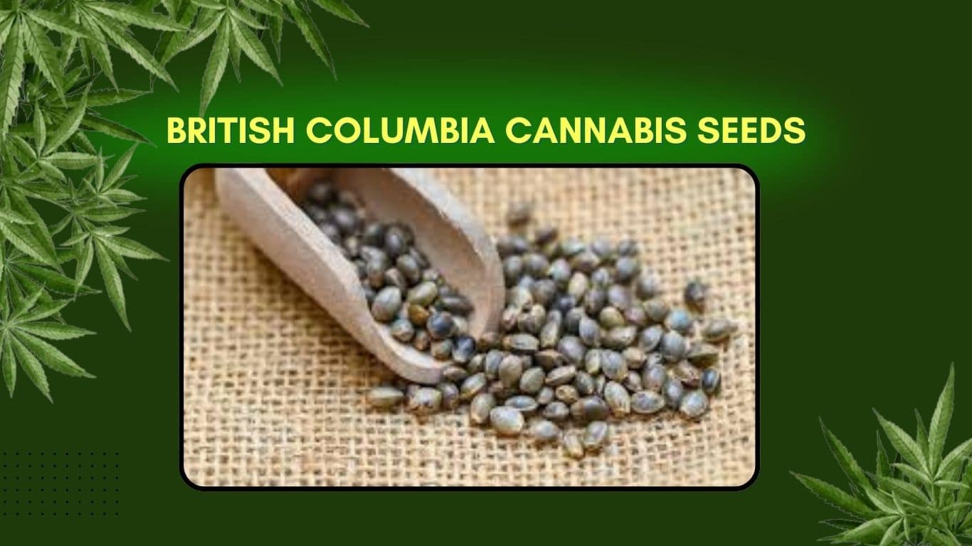 British Columbia cannabis seeds