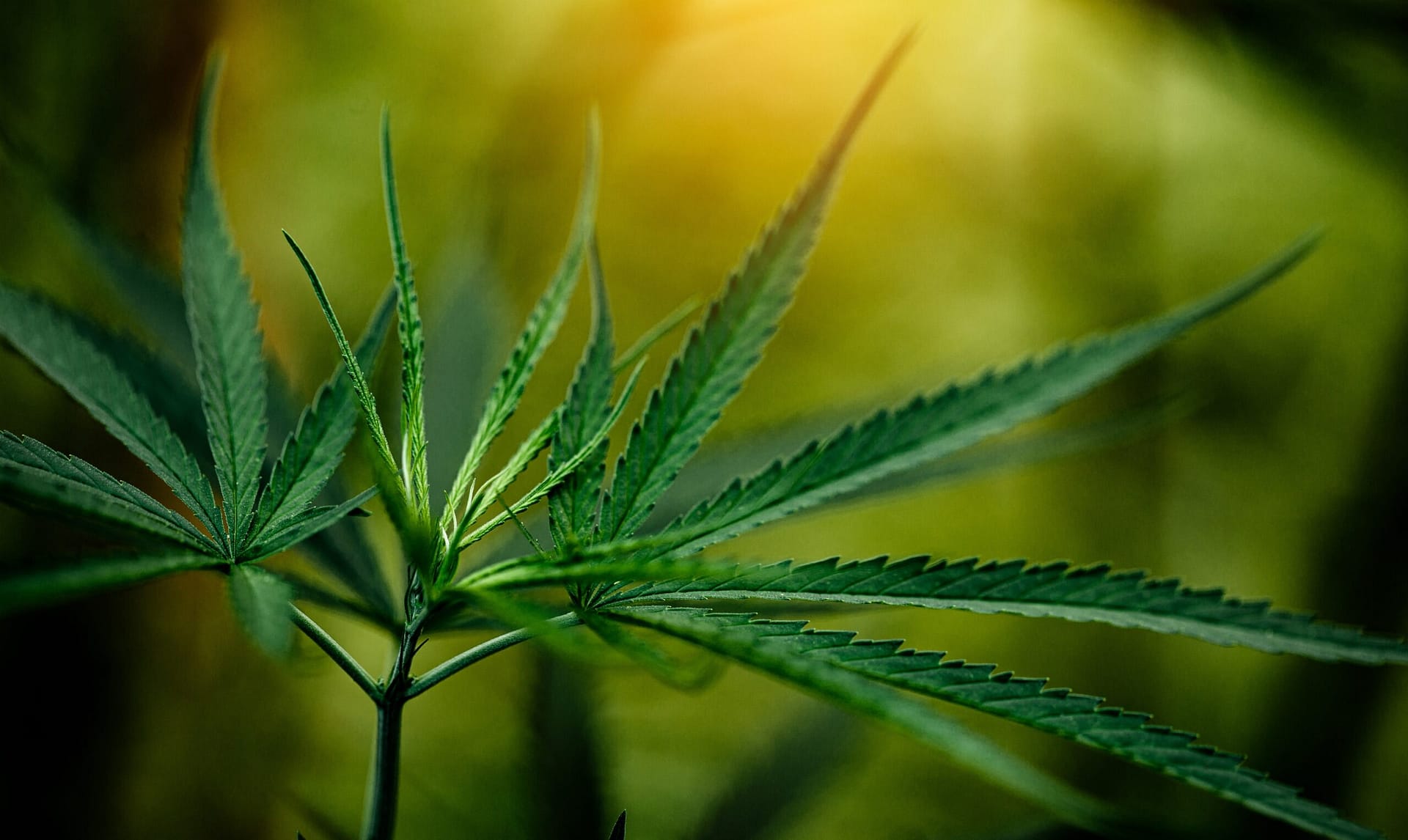 Fix Cannabis Curled Leaves