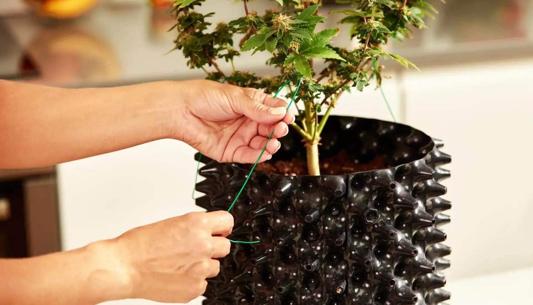 Cannabis Plant Training