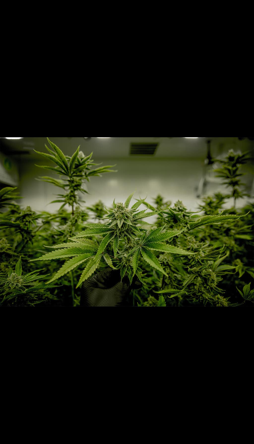 Cannabis light pollution