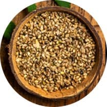 Feminized Seeds