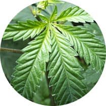 Hybrid Seeds