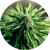 Indica Seeds