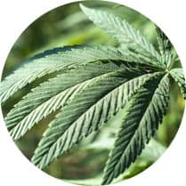 Sativa Seeds